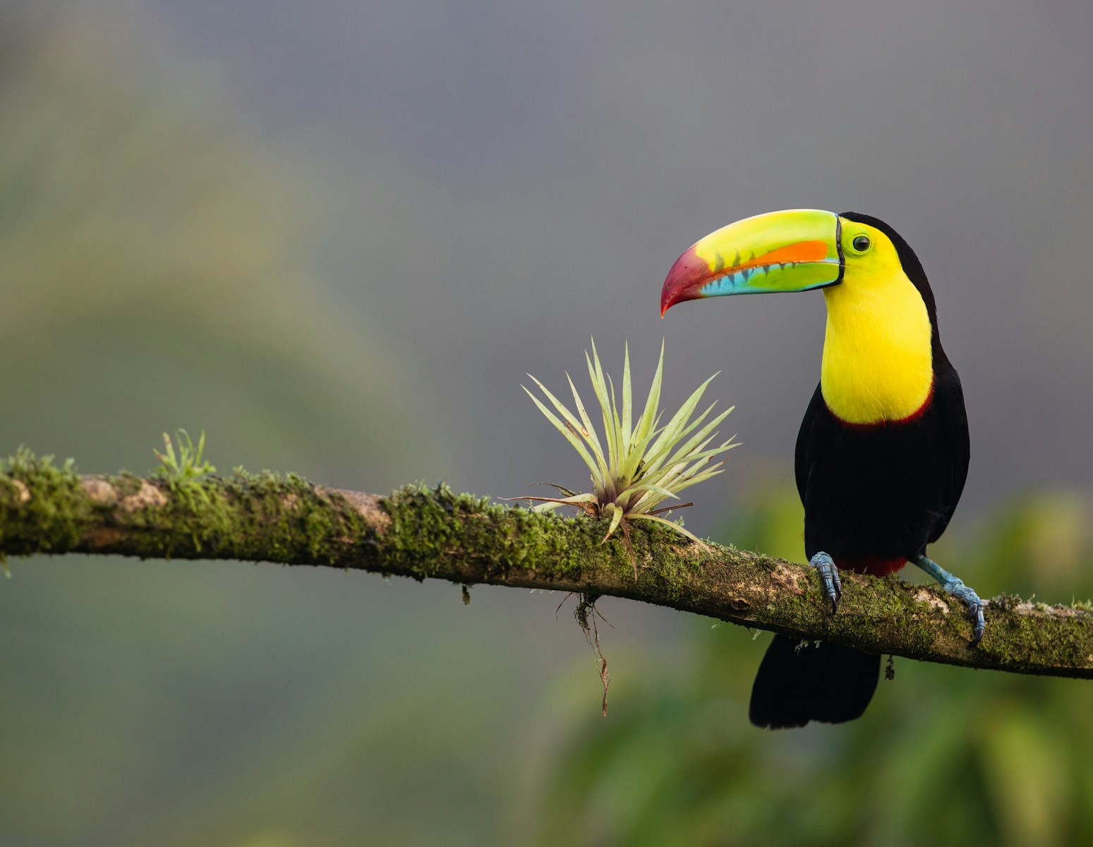 Costa Rica voyage nature : immersion au cœur d’une biodiversité luxuriante