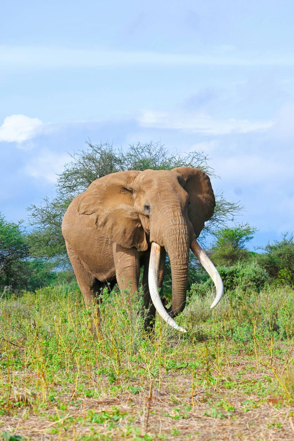 Safari Kenya : 7 expériences hors pistes pour vivre la savane autrement